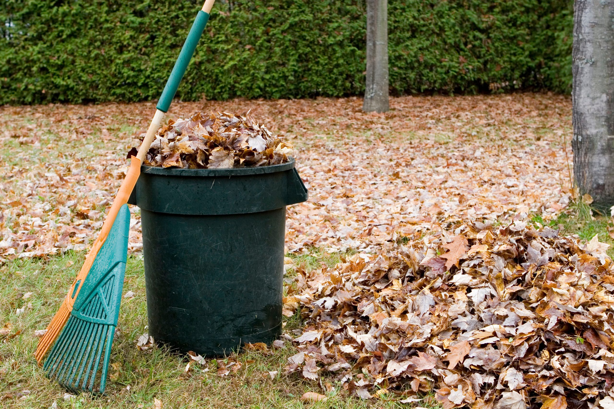 Trash can full of leaves to include a leaf rake in a yard full of leaves boarded by mature tree shrubrey